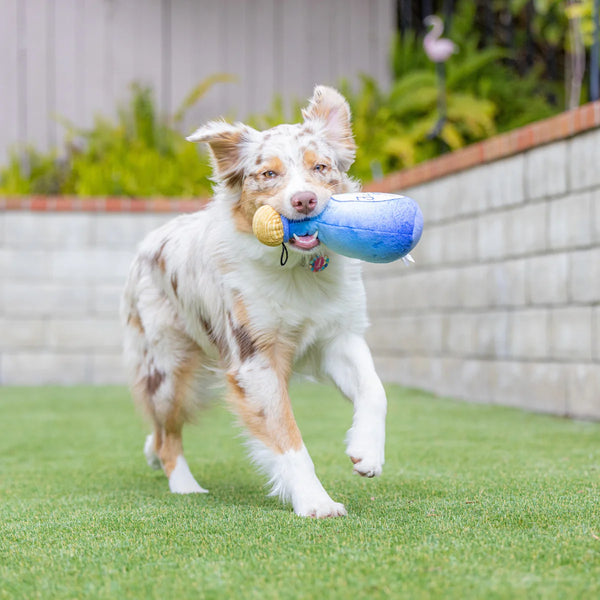 Huxley and Kent Fido Loco Toy
