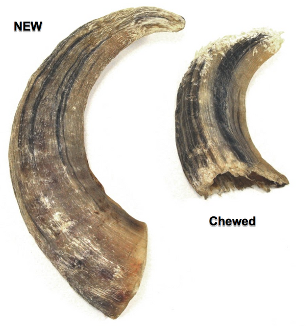 Icelandic Lamb Horn Dog Chew