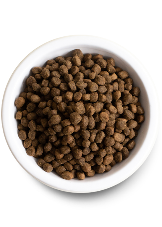 Open Farm Wild-Caught Salmon & Ancient Grains Dry Dog Food