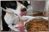 Earth Animal Wisdom Dog Food