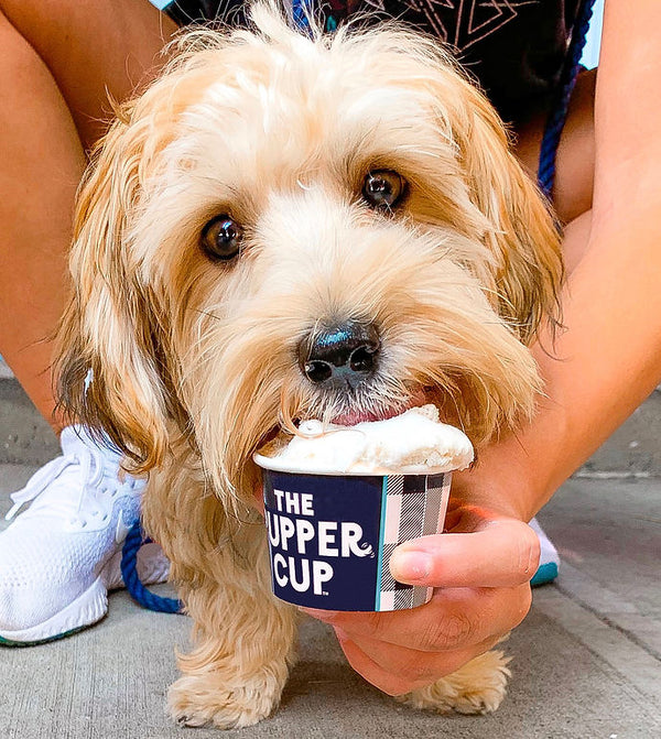 Pupper Cup Ice Cream For Dogs