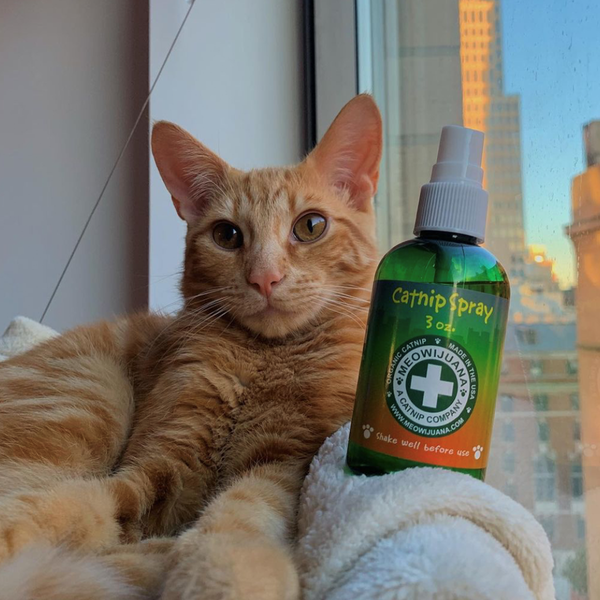 Meowijuana Catnip Spray Bottle