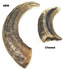 products/Before_After_Horn_Shot_1296x_68bb7aef-215e-4311-894a-226c3b6b303e.png